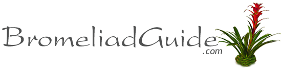 bromeliad guide